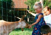 Tiere zum Streicheln gleich nebenan